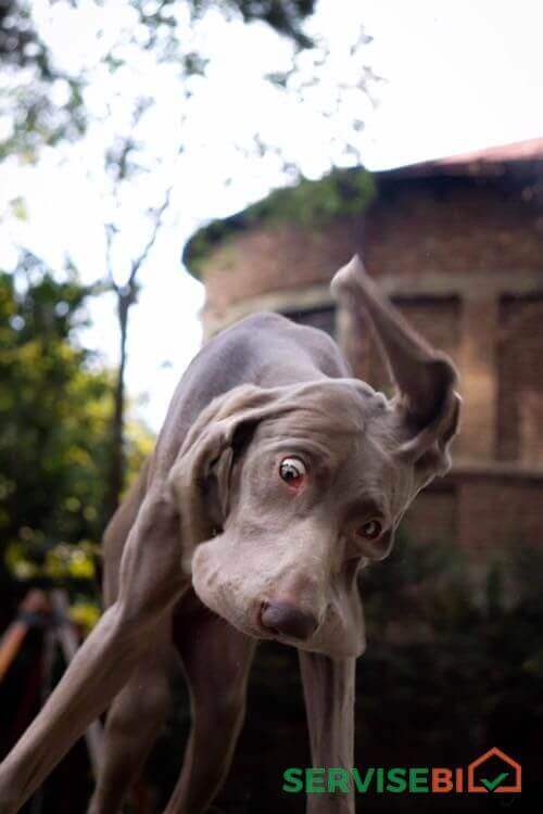 ძაღლების დროა "It's Time For Dogs"