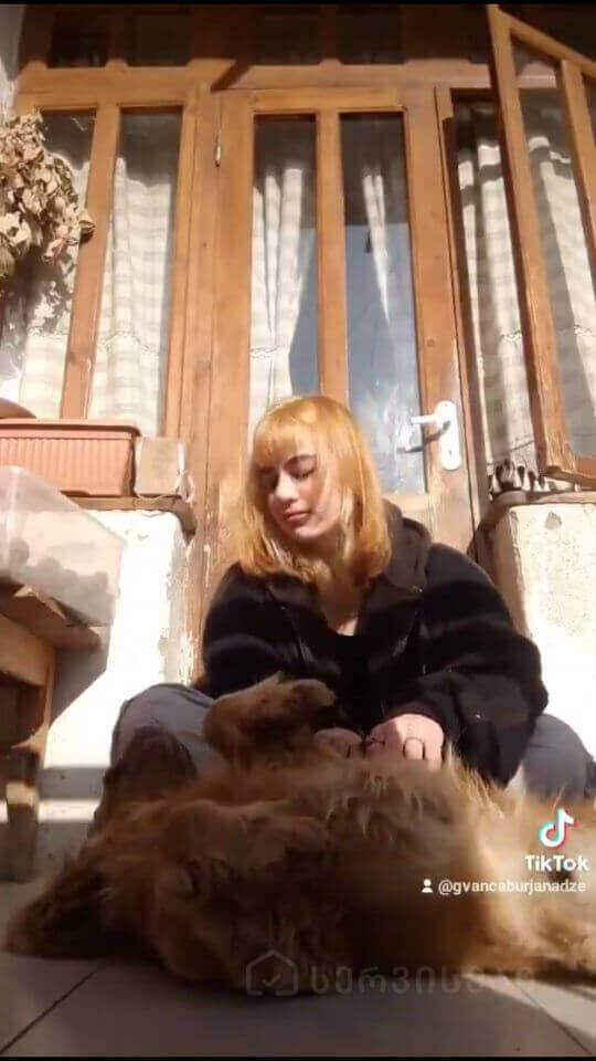 ძაღლების გასეირნება